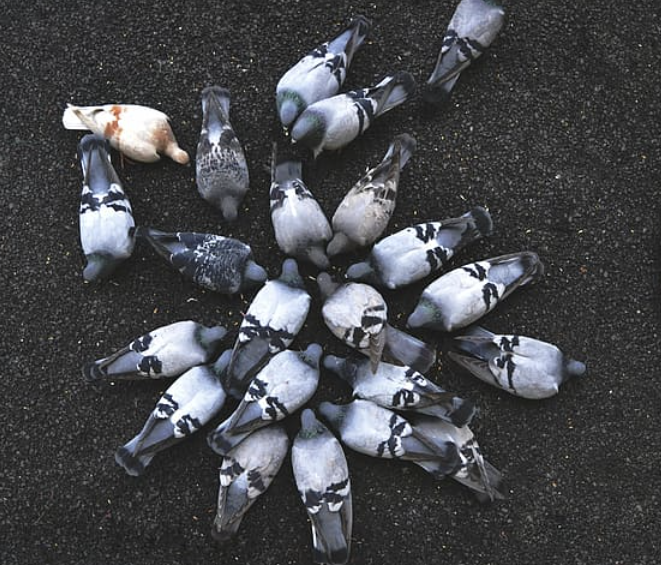 Pigeons At Work