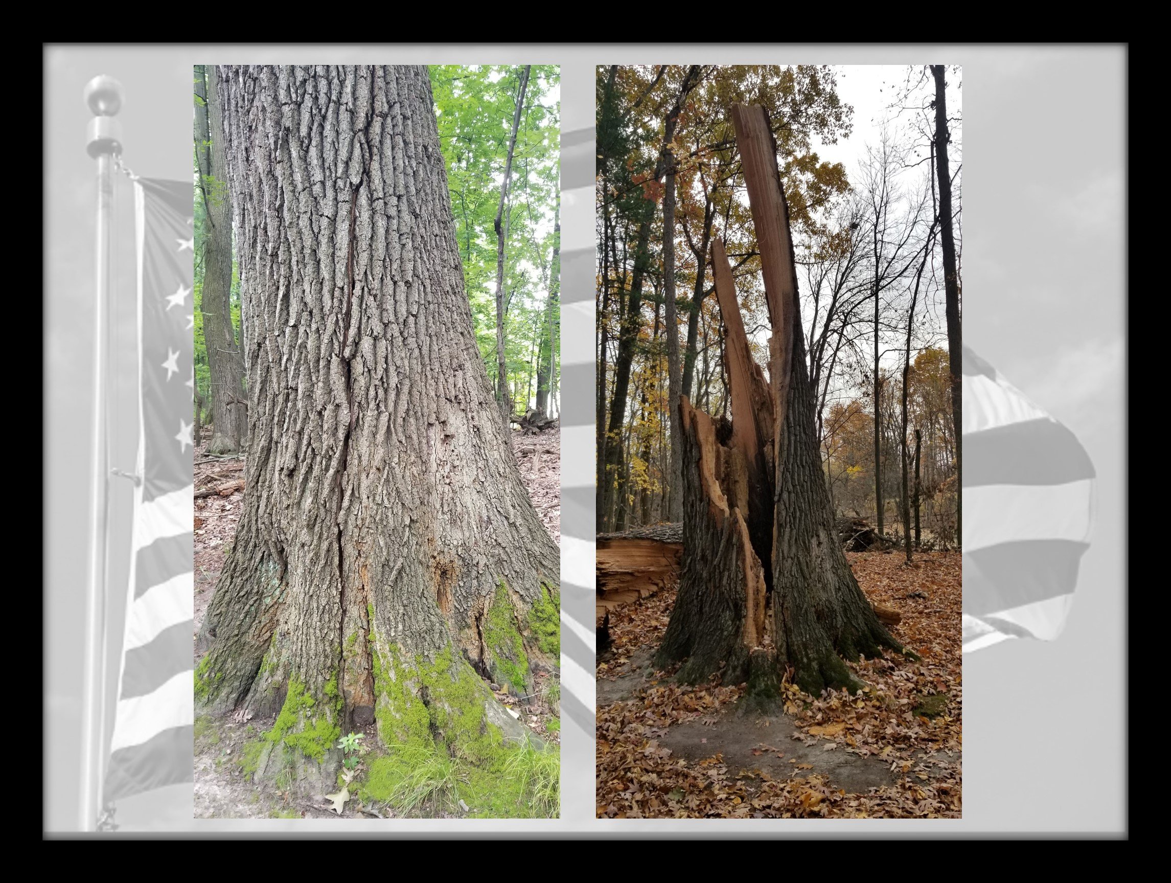 The Tree