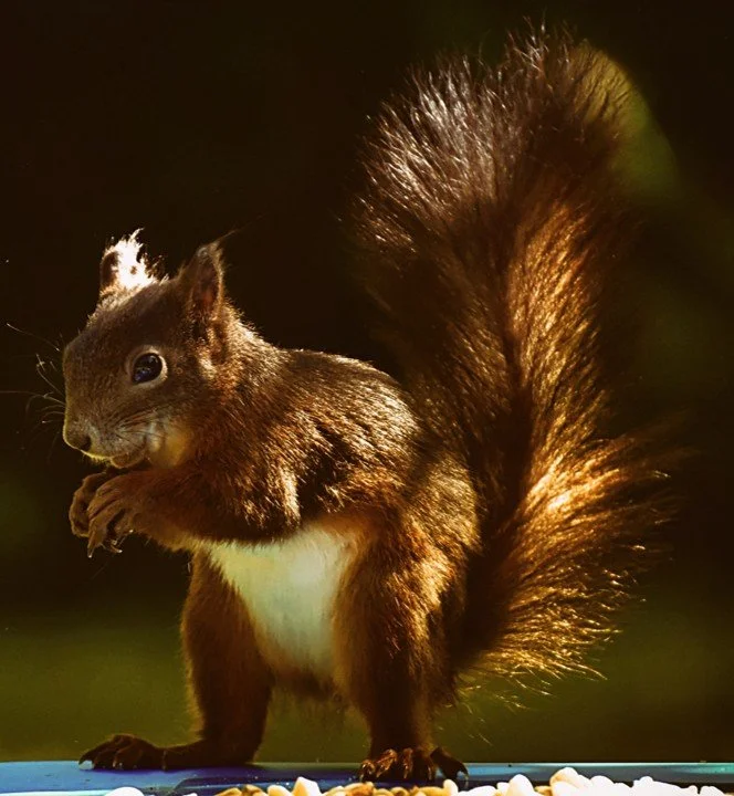 Of Scorched Squirrels and Torched Databases