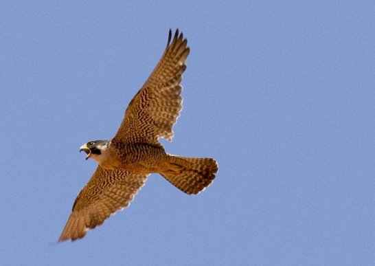 The Falcon Cannot Hear the Falconer