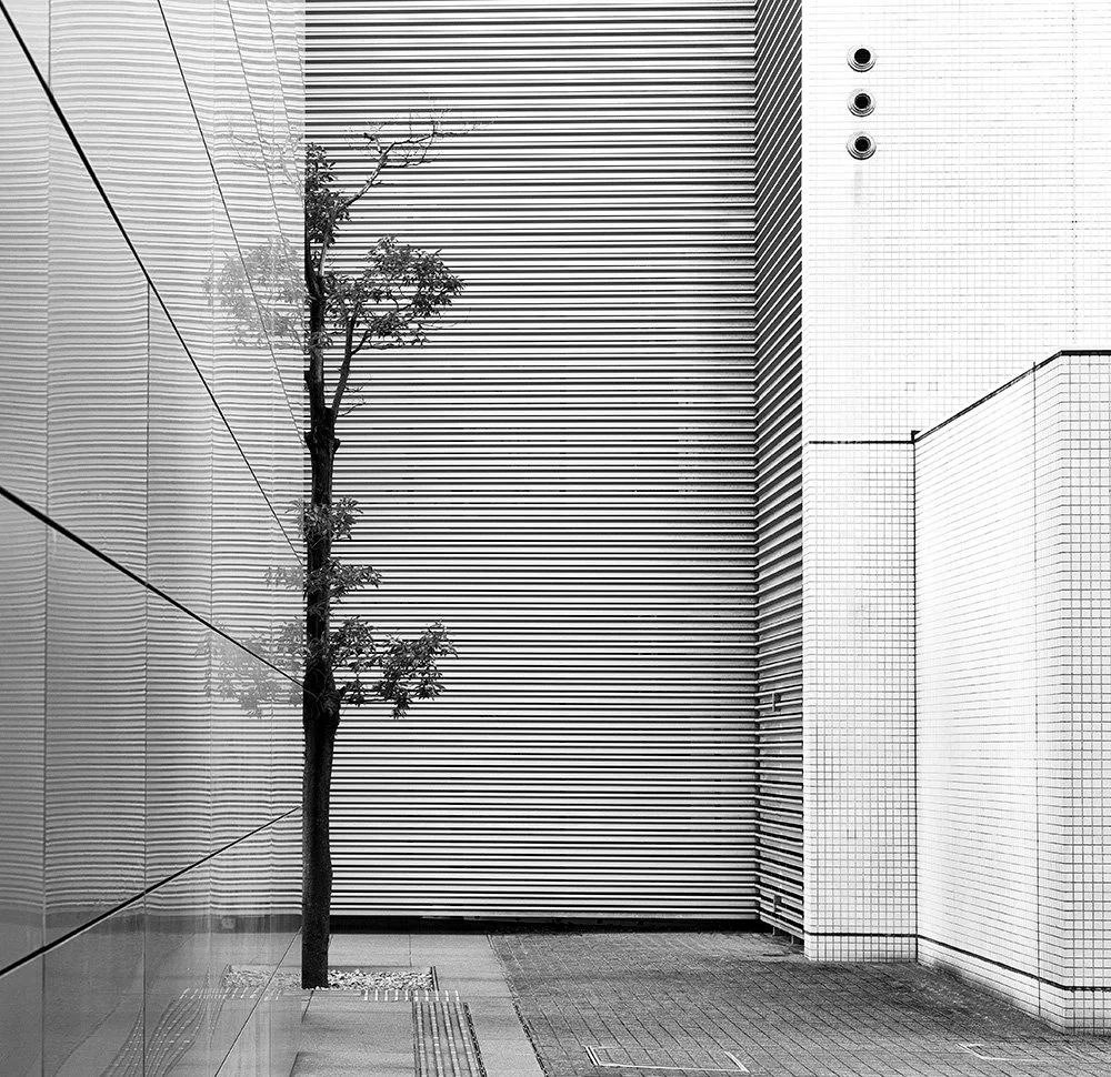 Træet i storbyen/The tree in the big city 1/3