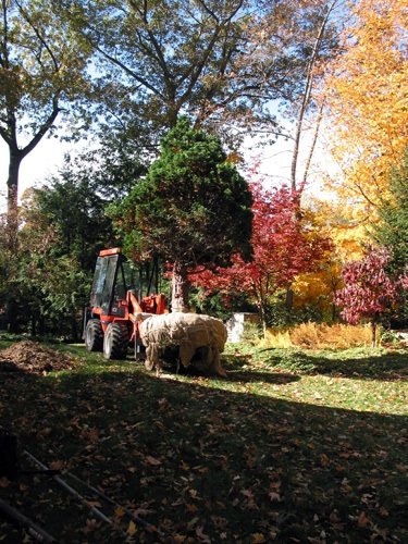 Transplanting a Chamaecyparis.jpg