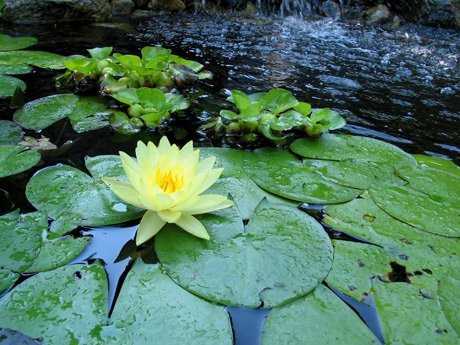 Hearty water lilies and hyacinth harmonize in pond.