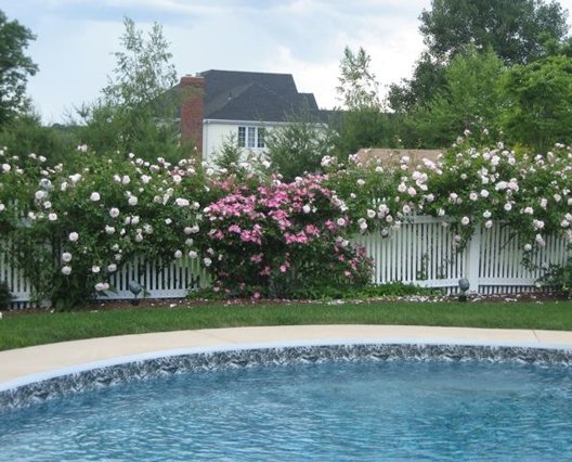 Poolside fencing and rose garden.jpg
