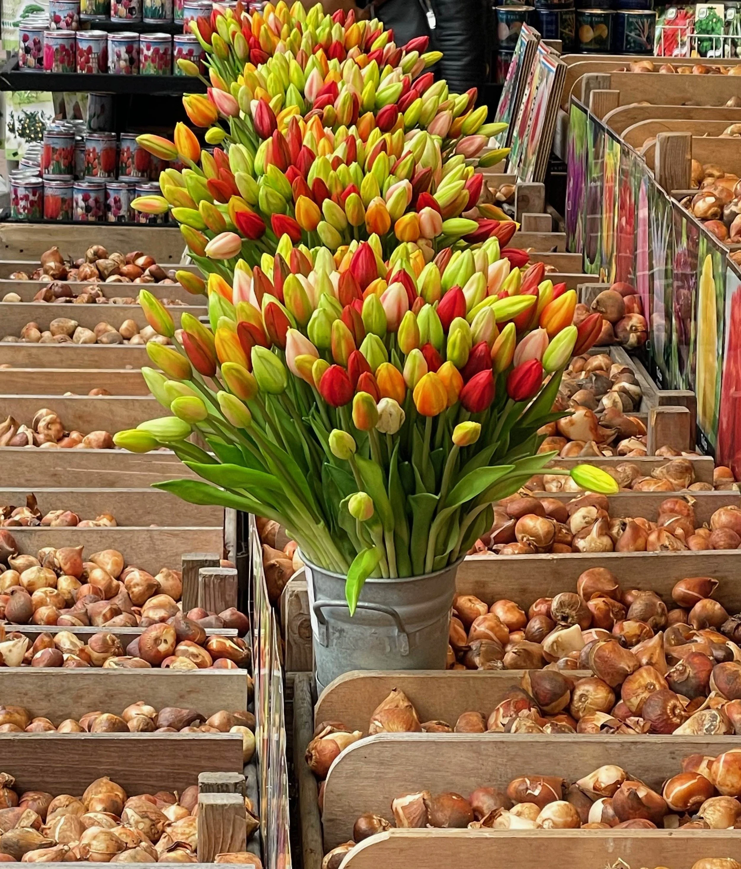 Tulip Pops, Amsterdam Flower Market, Netherlands - Metallic Photo 14 x 11 in $225