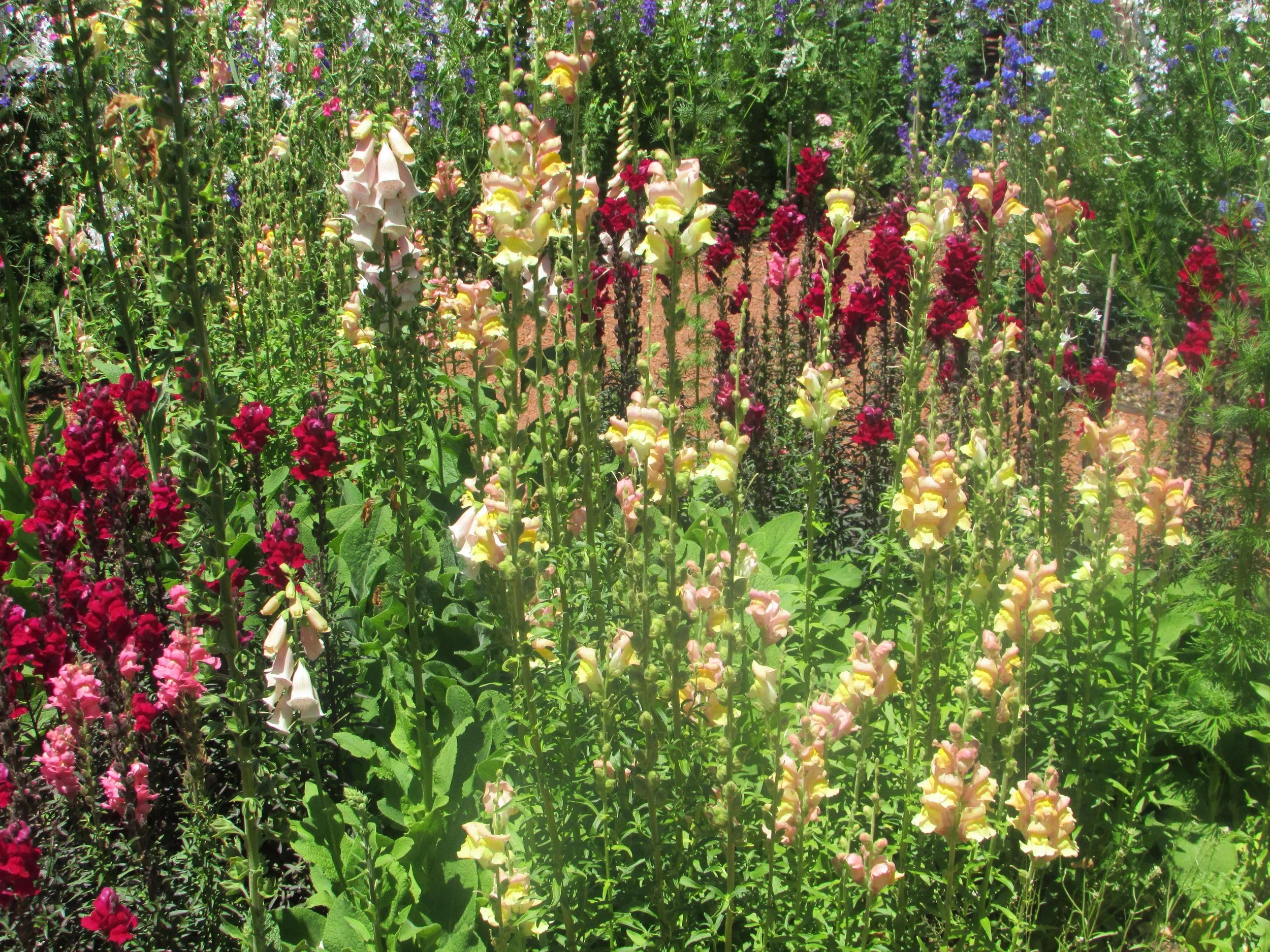 Snapdragons, Athens Botanical Garden 
10 x 8 in  $225