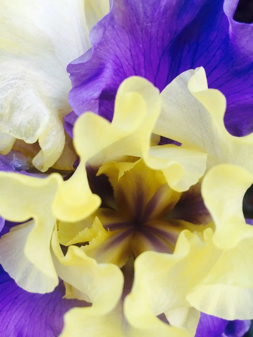 Iris - Metallic Photo 14 x 11 in $225