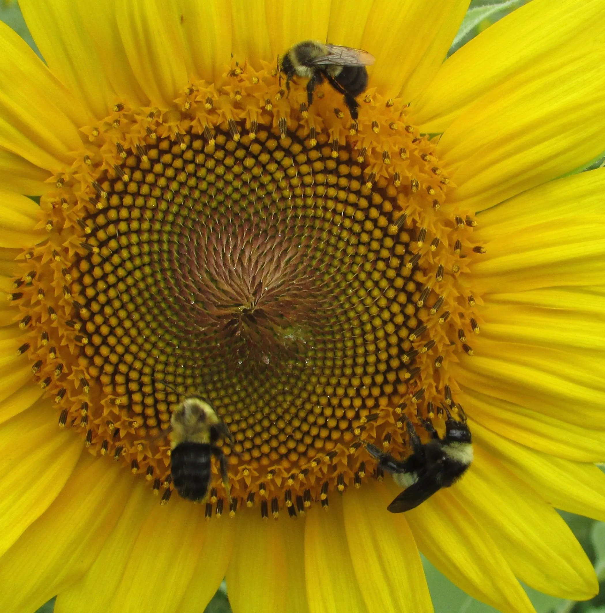 Gathering Nectar 14 x 11 $225 
