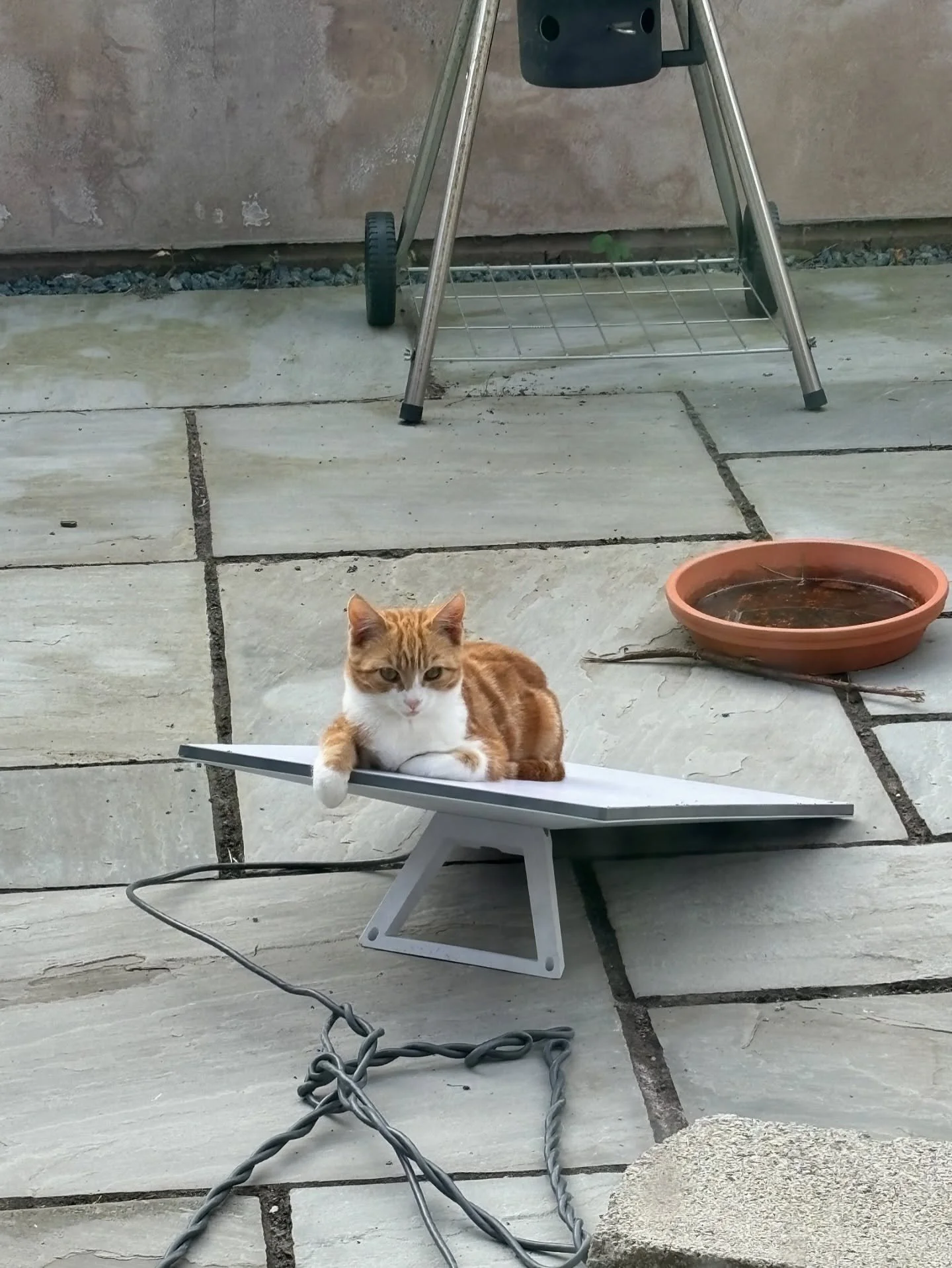 &ldquo;Why is my connection so shi&hellip;

Oh right there&rsquo;s a cat on the Starlink&rdquo;

#farmcat #starlink #kitten #derp