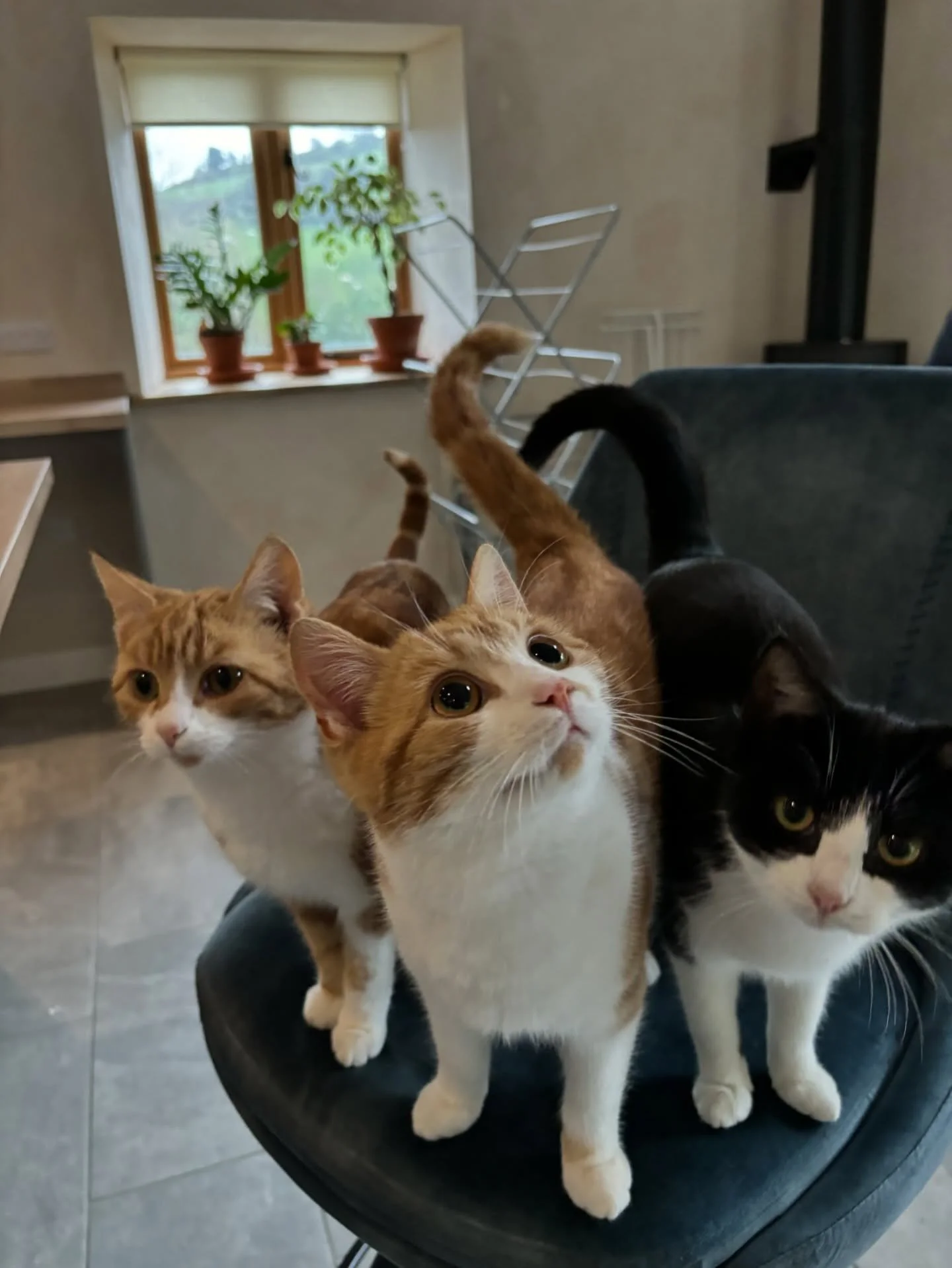 Mango, Chutney, Bean and their mom Amber. 

6 months of joy raising farm cats from newborns. 1000 dogs from my past collectively roll their eyes. 

#farmcats #freeroamingcats #mango