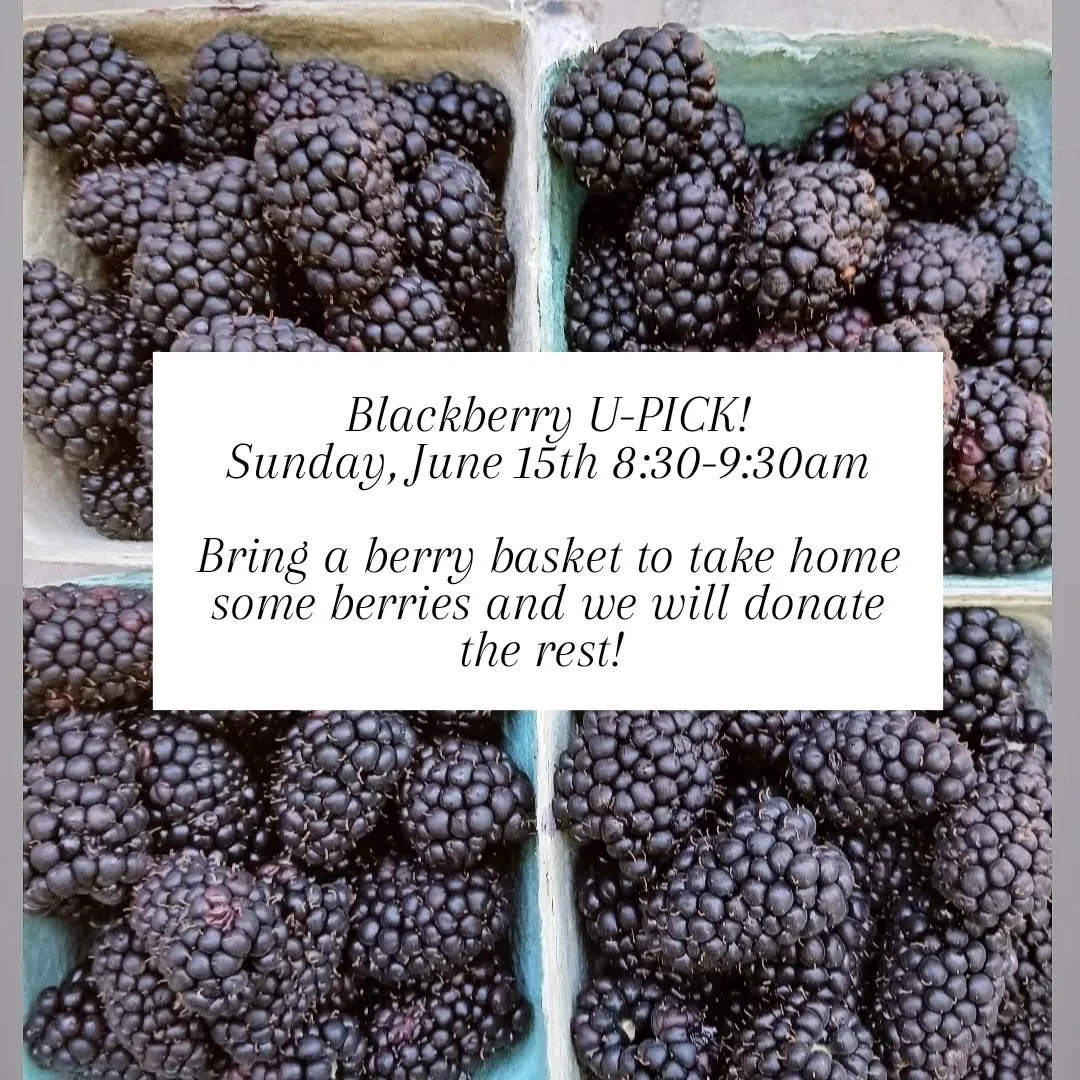 Blackberry U-Pick 
Sunday, 6/15 8:30-9:30am

The farm has an abundance of blackberries and we need your help with eating them! 
Bring the family and a basket to harvest 1 basket of blackberries each. We will keep the rest to donate.