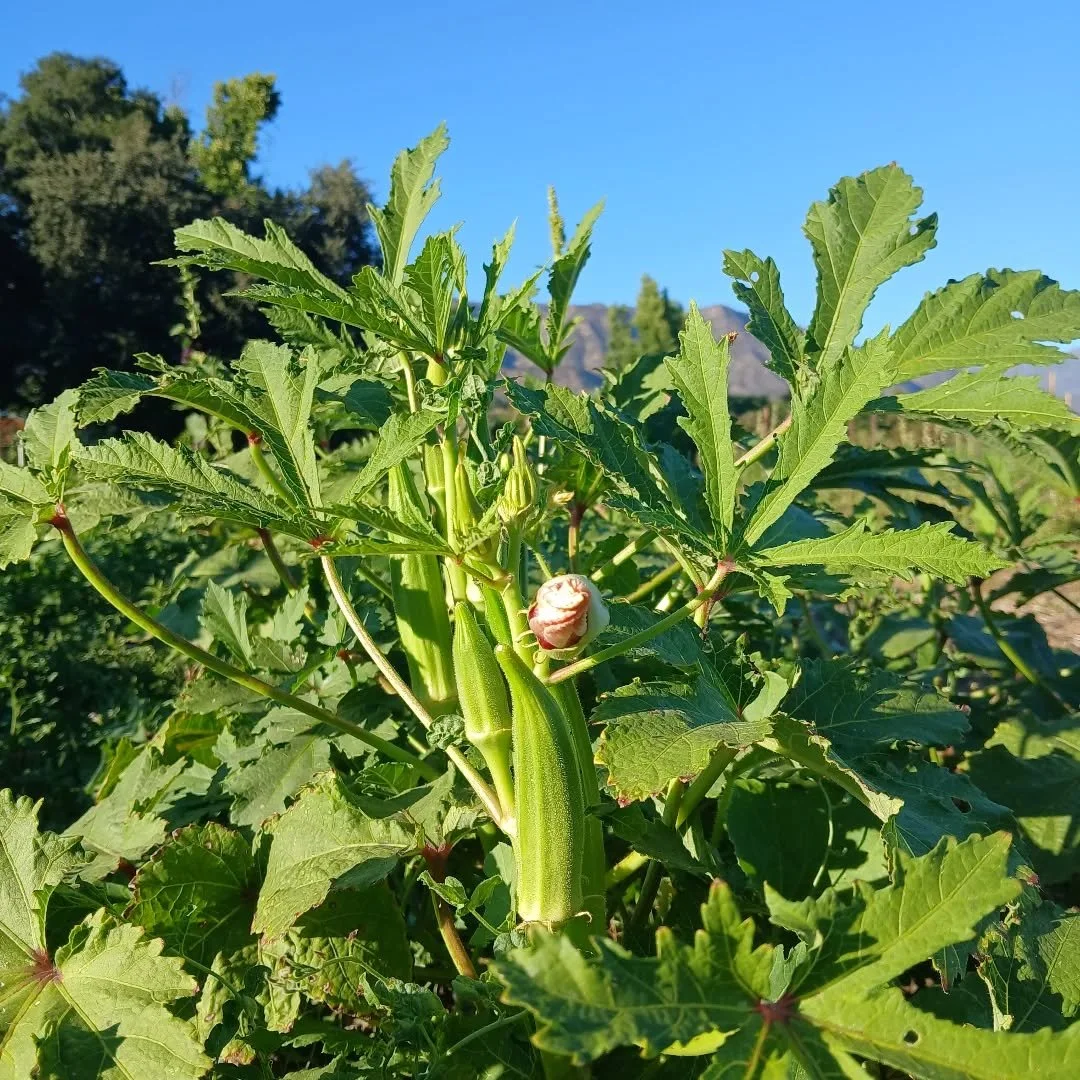 Crop highlight: OKRA ! 

Okra, also known as lady's fingers, is a perennial that is among the most heat and drought-tolerant vegetables in the world! 
This is our second season growing okra from @plantgoodseed and we love this productive, heat-loving