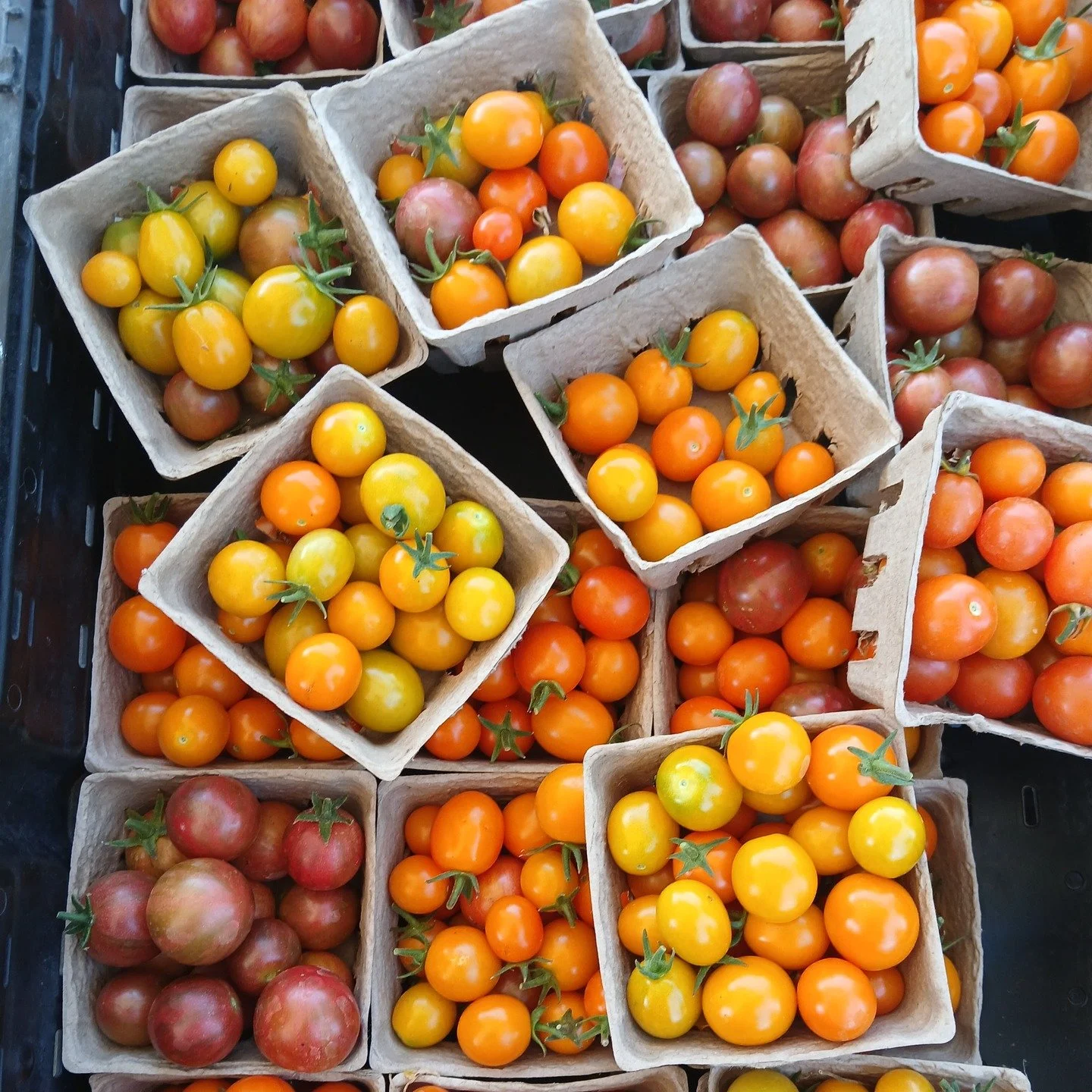 Tomatoes harvested by our lovely volunteers on Tuesday, that made their way to the HELP of Ojai food pantry for the Monday and Wednesday distributions. Join us for our Volunteer Hours every Tuesday and Friday 3:30-5:30pm where we do a variety of task