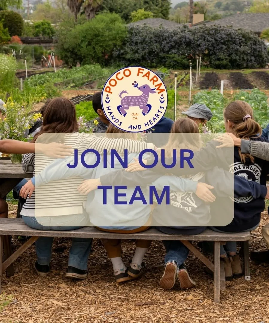 Poco Farm is looking for two new team members. A full-time Garden and Orchard Steward to care for the garden, orchard and pastures. Also a part-time Program Mentor/Garden Caretaker to assist with the free inquiry-based learning programs for children 