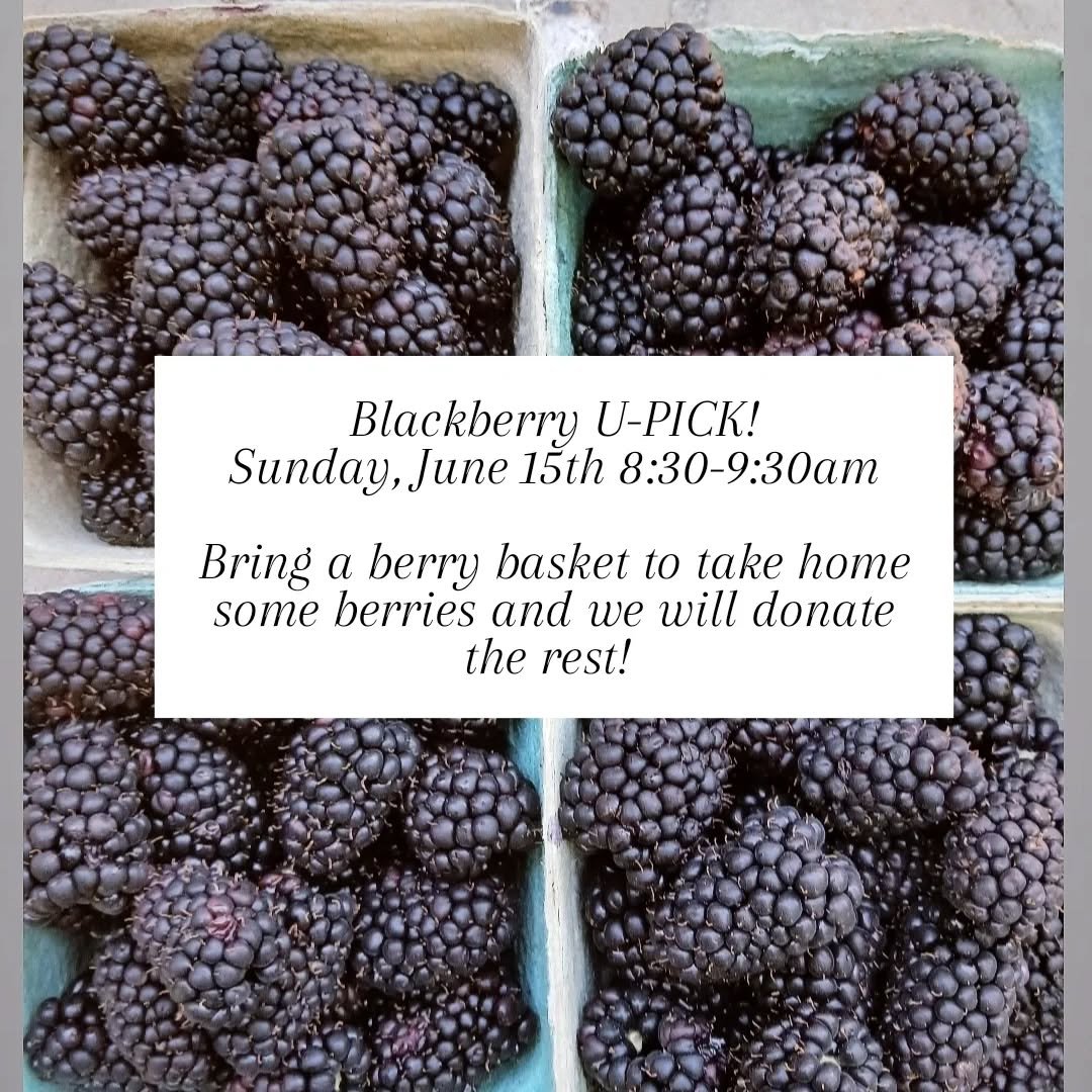 Blackberry U-Pick 
Sunday, 6/15 8:30-9:30am

The farm has an abundance of blackberries and we need your help with eating them! 
Bring the family and a basket to harvest 1 basket of blackberries each. We will keep the rest to donate.