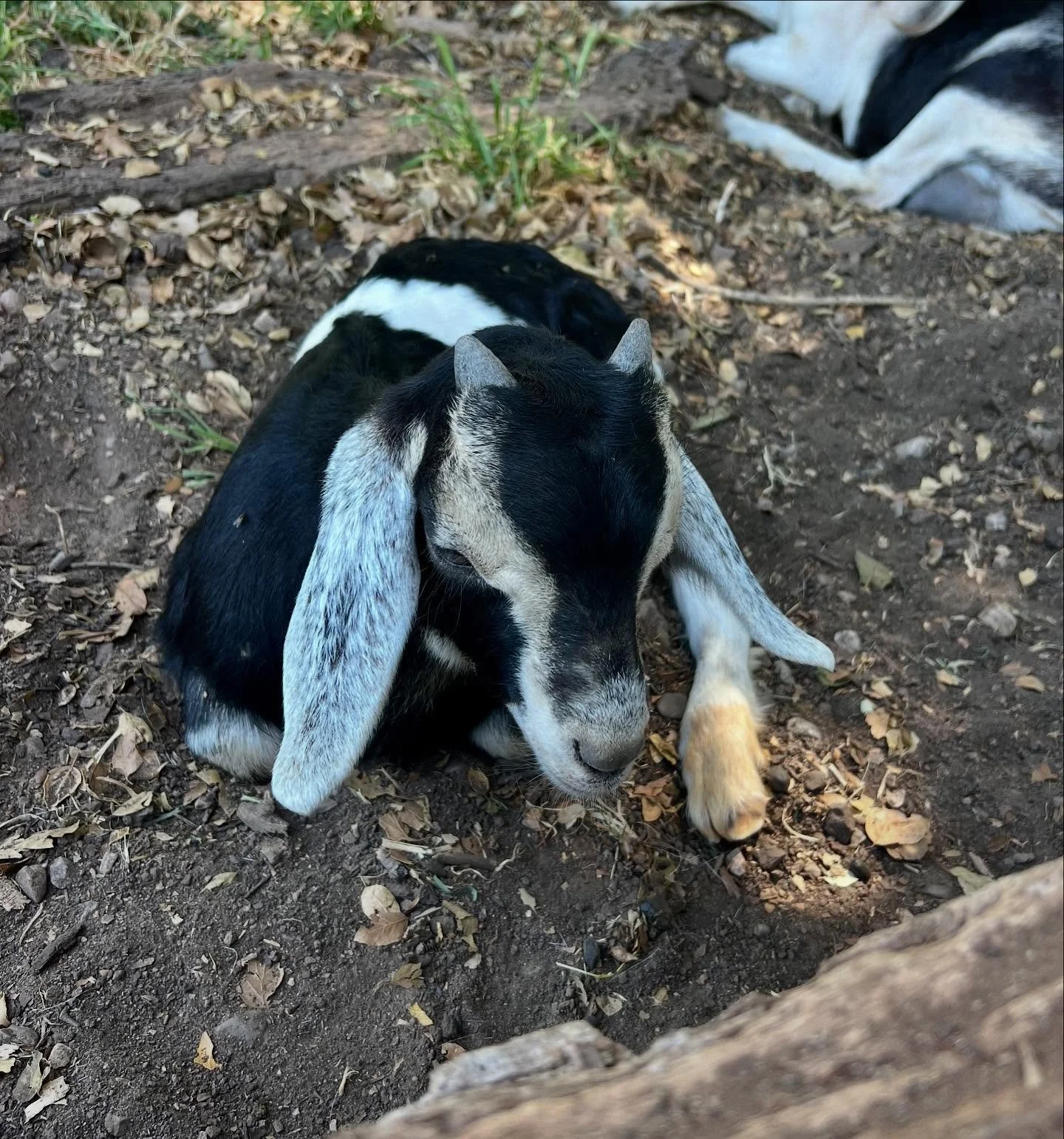 Two alpine/Nubian bucklings goats for sale

Super sweet half brothers- we can castrate to your specifications (burdizzo or band, at the age you&rsquo;d like) ready to leave mama in 6 weeks- one bottle fed one Dam-raised, both in the herd together. be