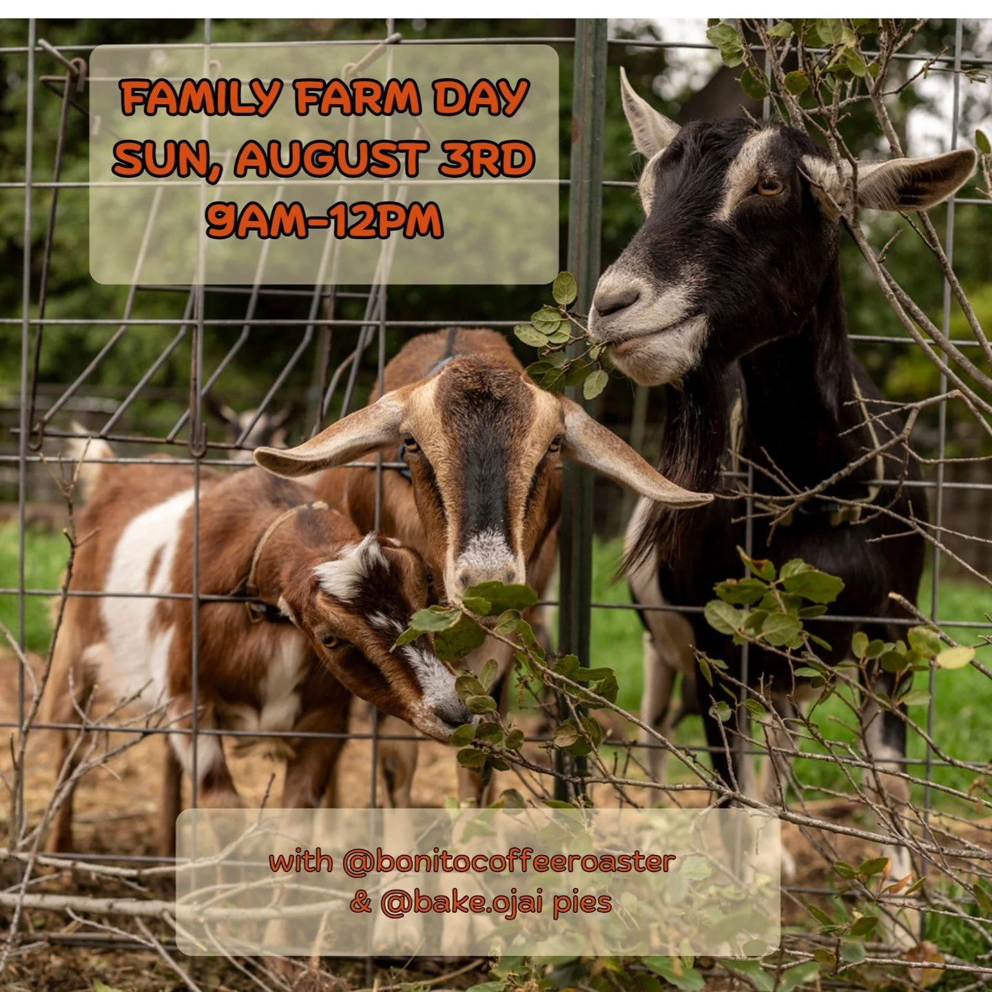Family Farm Day
Sunday, August 3rd, 9am-12pm 
@poco_farm on Stockbridge lane, Ojai 93023
You are welcome to our open farm morning to explore the farm, have a picnic, meet the goats, enjoy some @bonitocoffeeroaster espresso bar and coffee, and hand pi