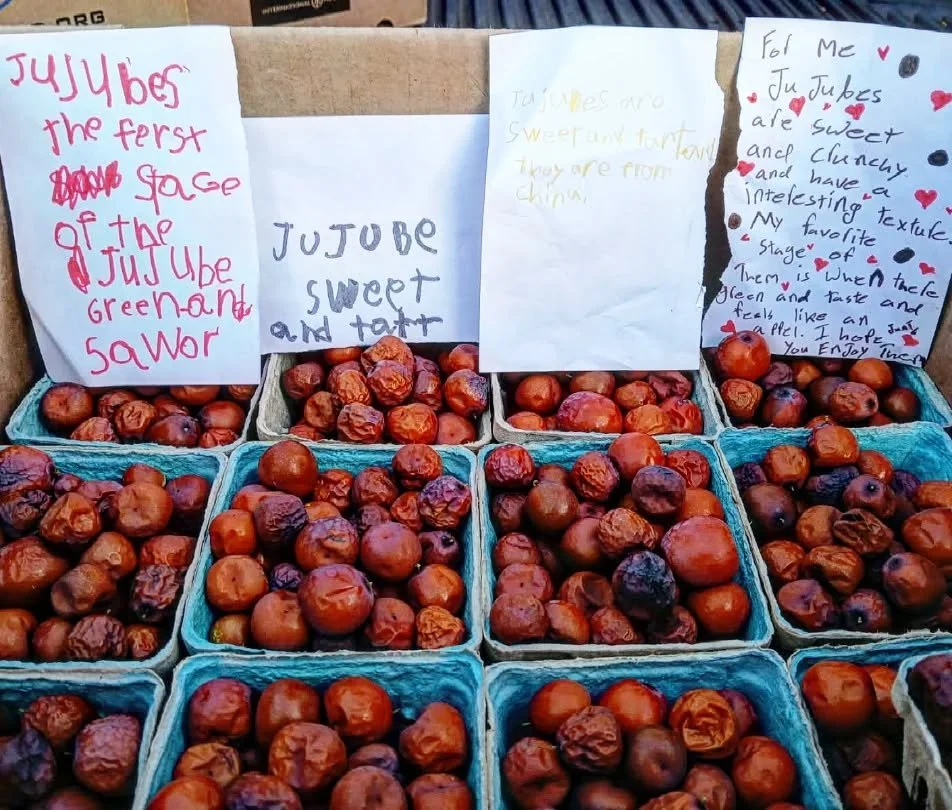 This week was our first harvest of our Jujubes. They were donated to the HELP of Ojai along with notes from our students. 

We planted four new Jujube trees on the farm in large part because they are drought and heat tolerant. And because they are de