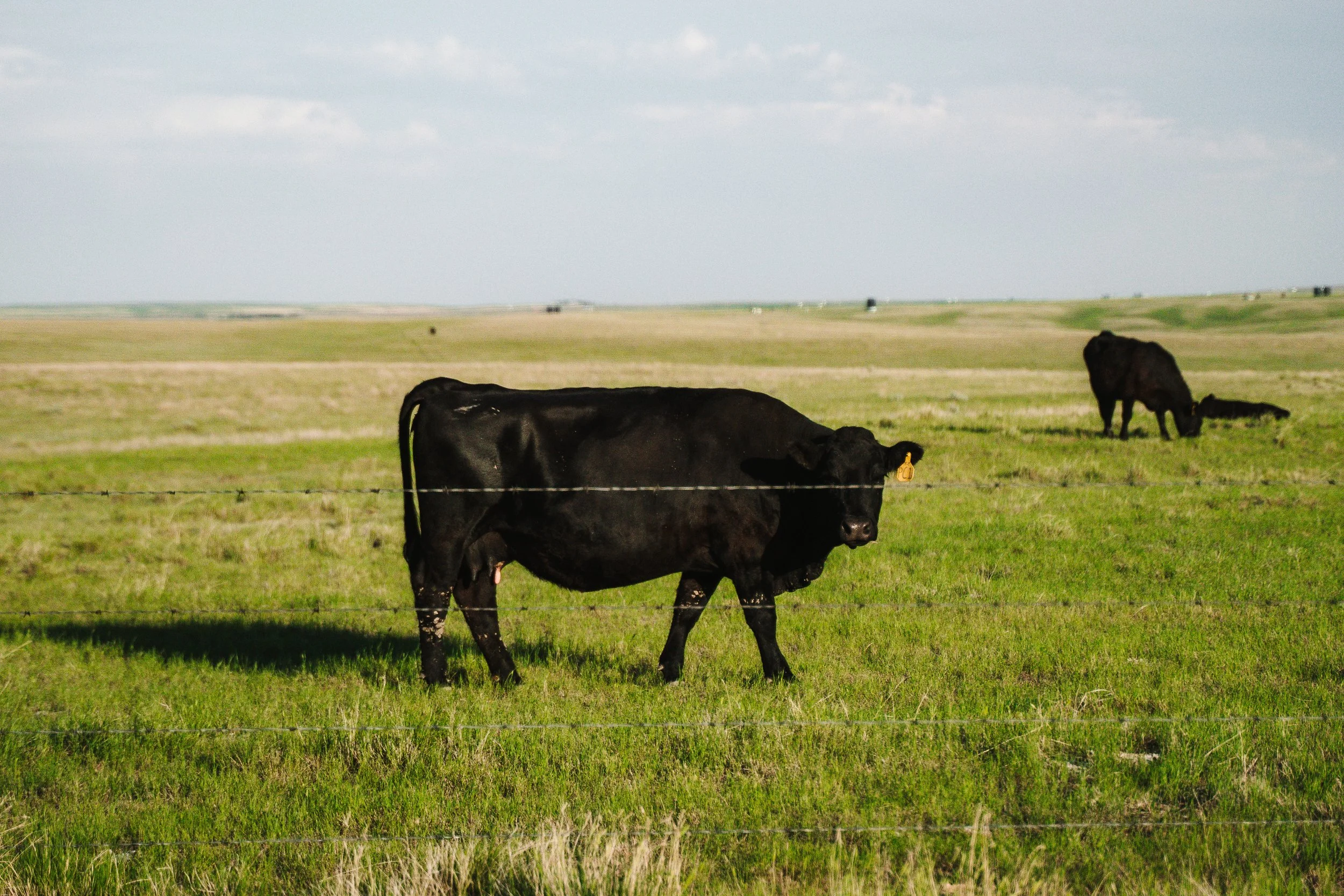 Black cow standing in a green pasture with barbed wire fence, with two more black cows grazing in the background under a cloudy sky.