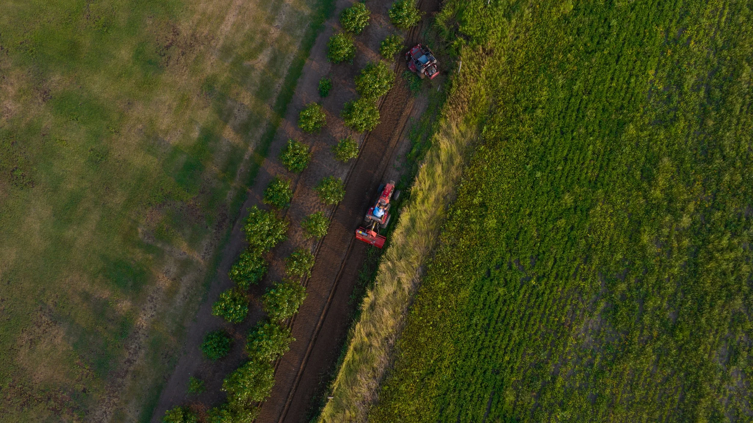 An aerial view of farmland showing rows of trees on the left side, a tractor working on the fields, and a dense green crop field on the right side.