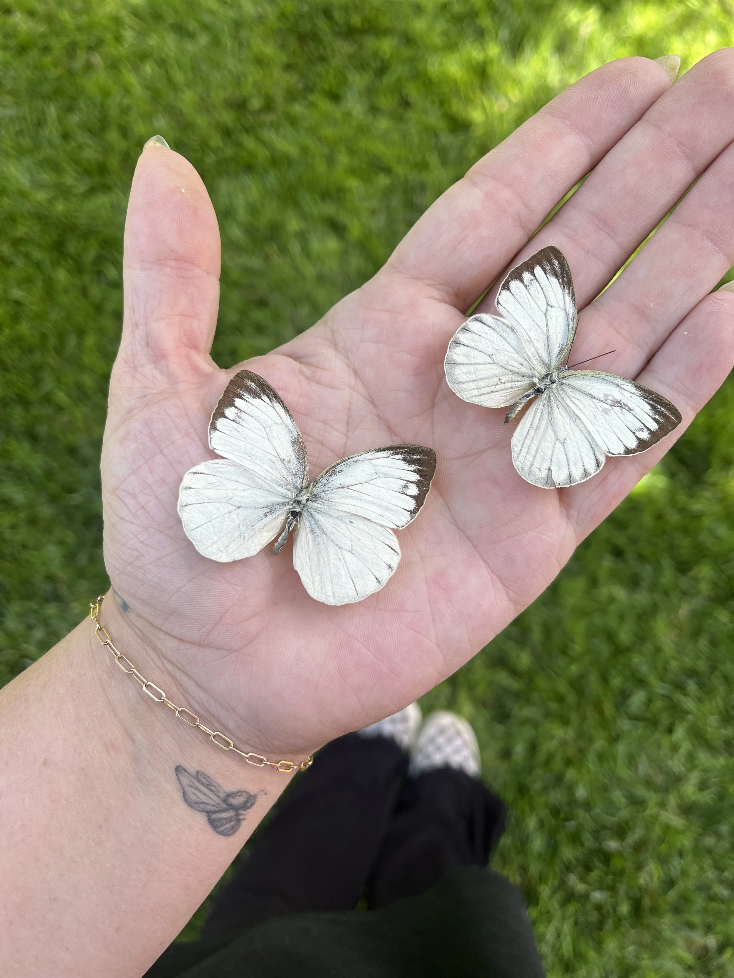 Little white butterfly wings