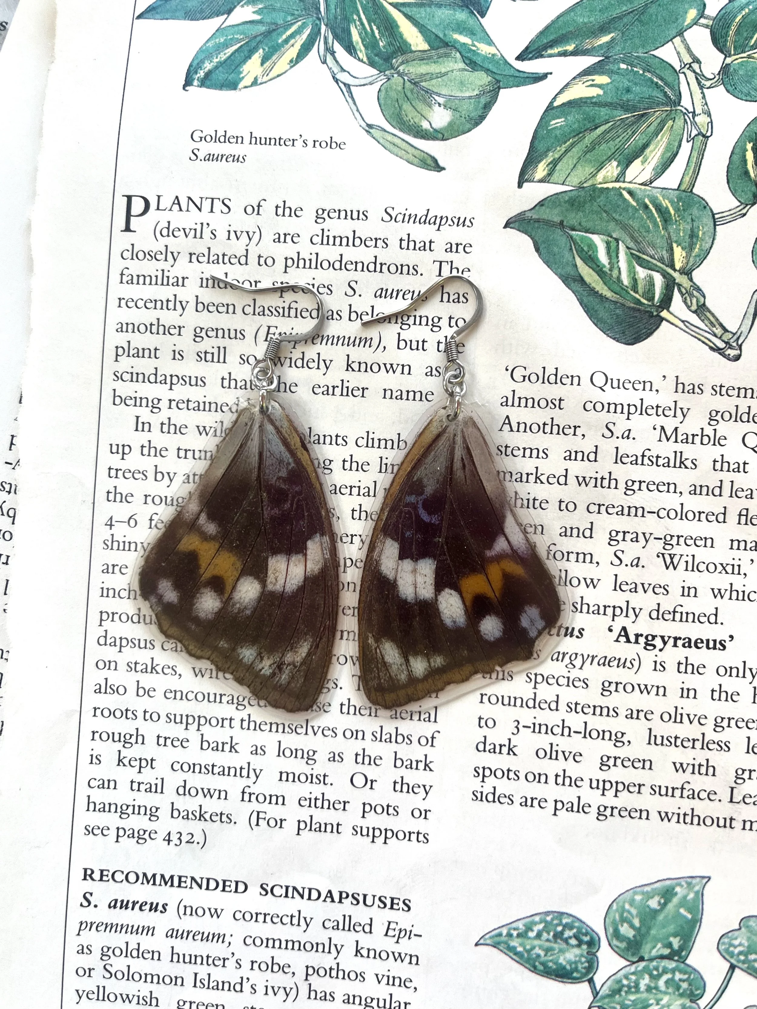 Maple Wings