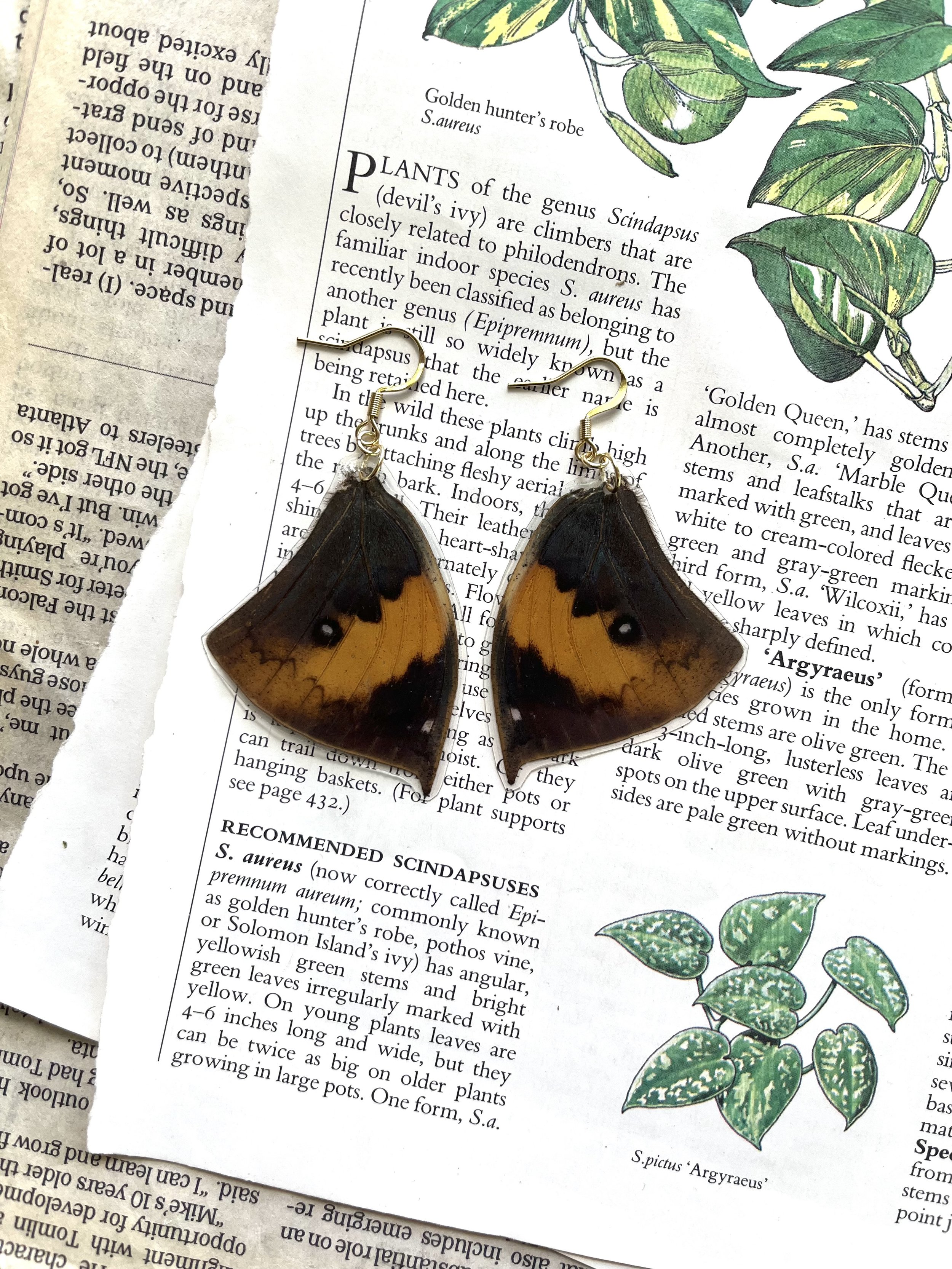 Brown Butterflies