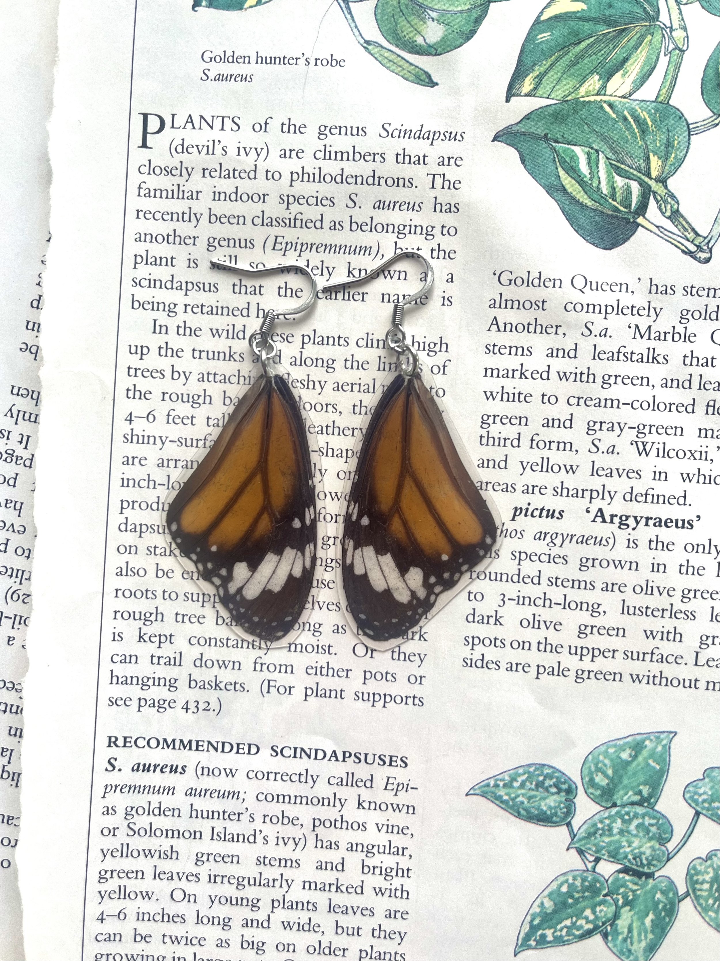 Monarch Mimic Butterfly
