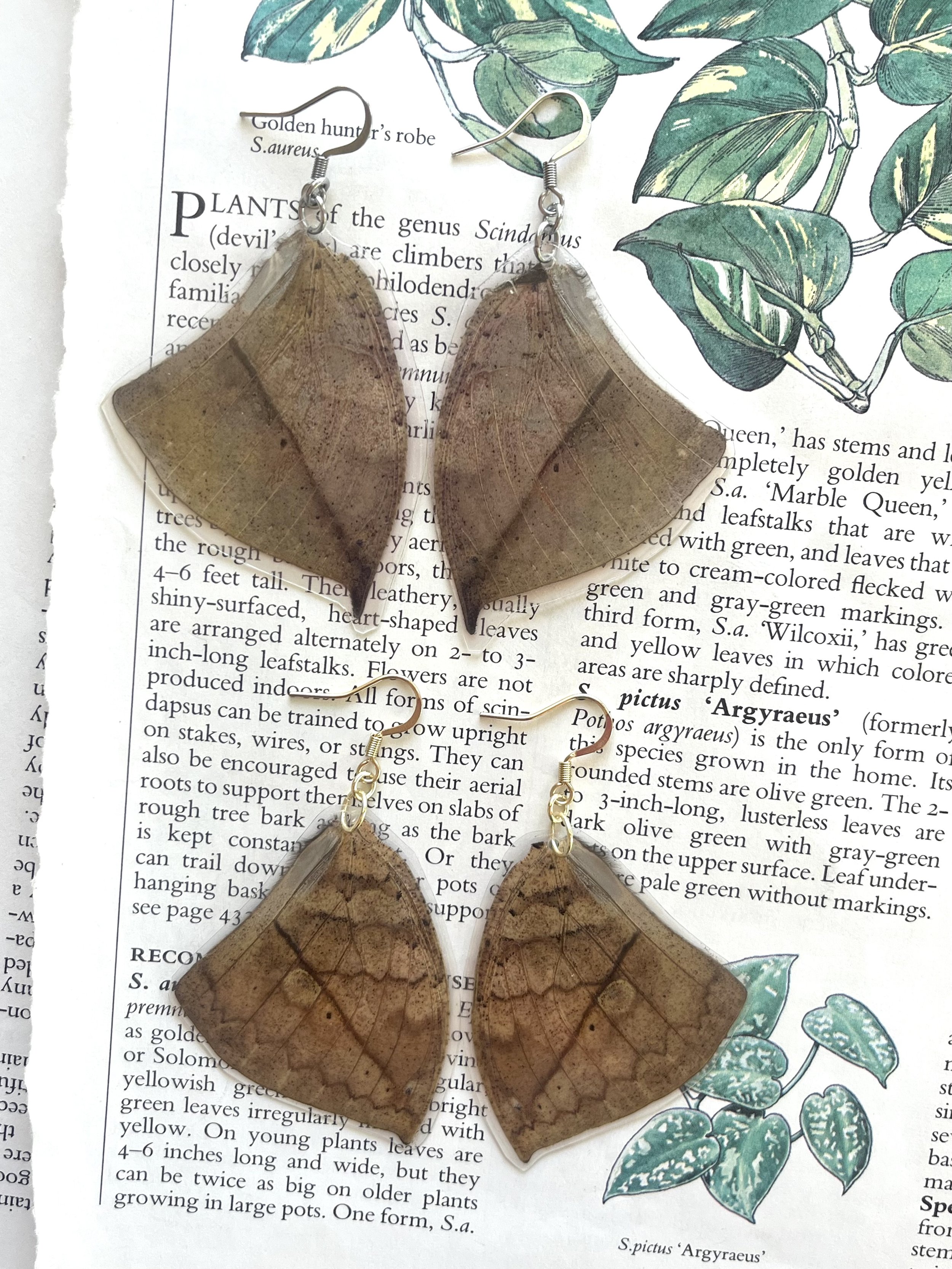 Moth Wings #1