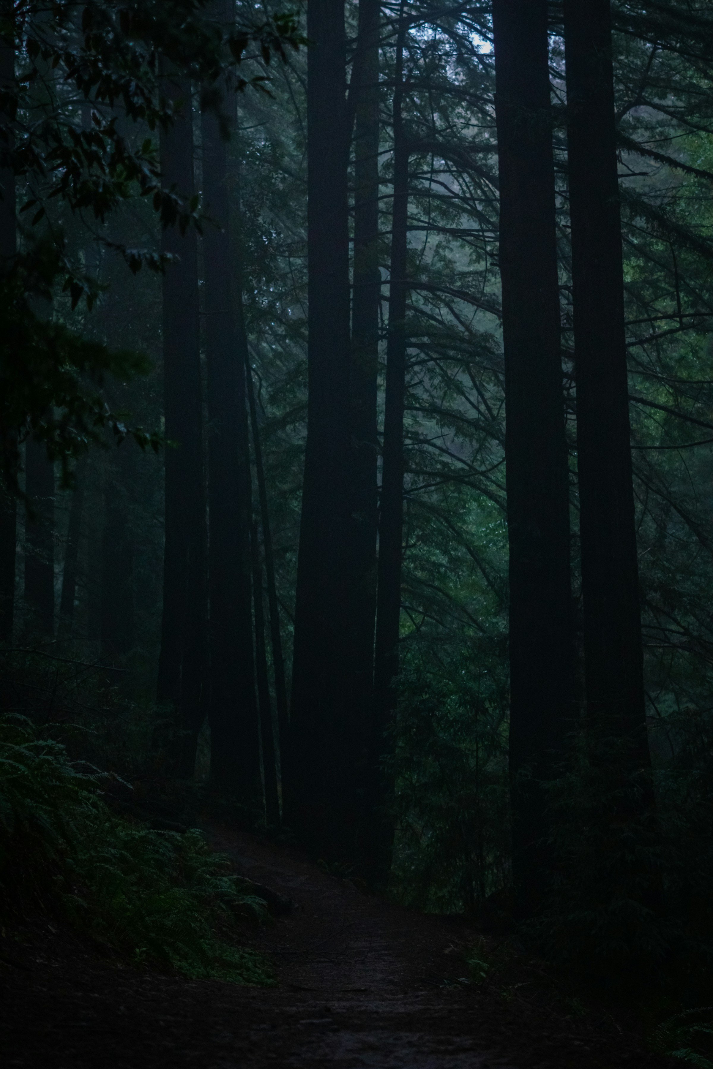 A dark forest scene with tall trees and a winding trail, shrouded in mist.