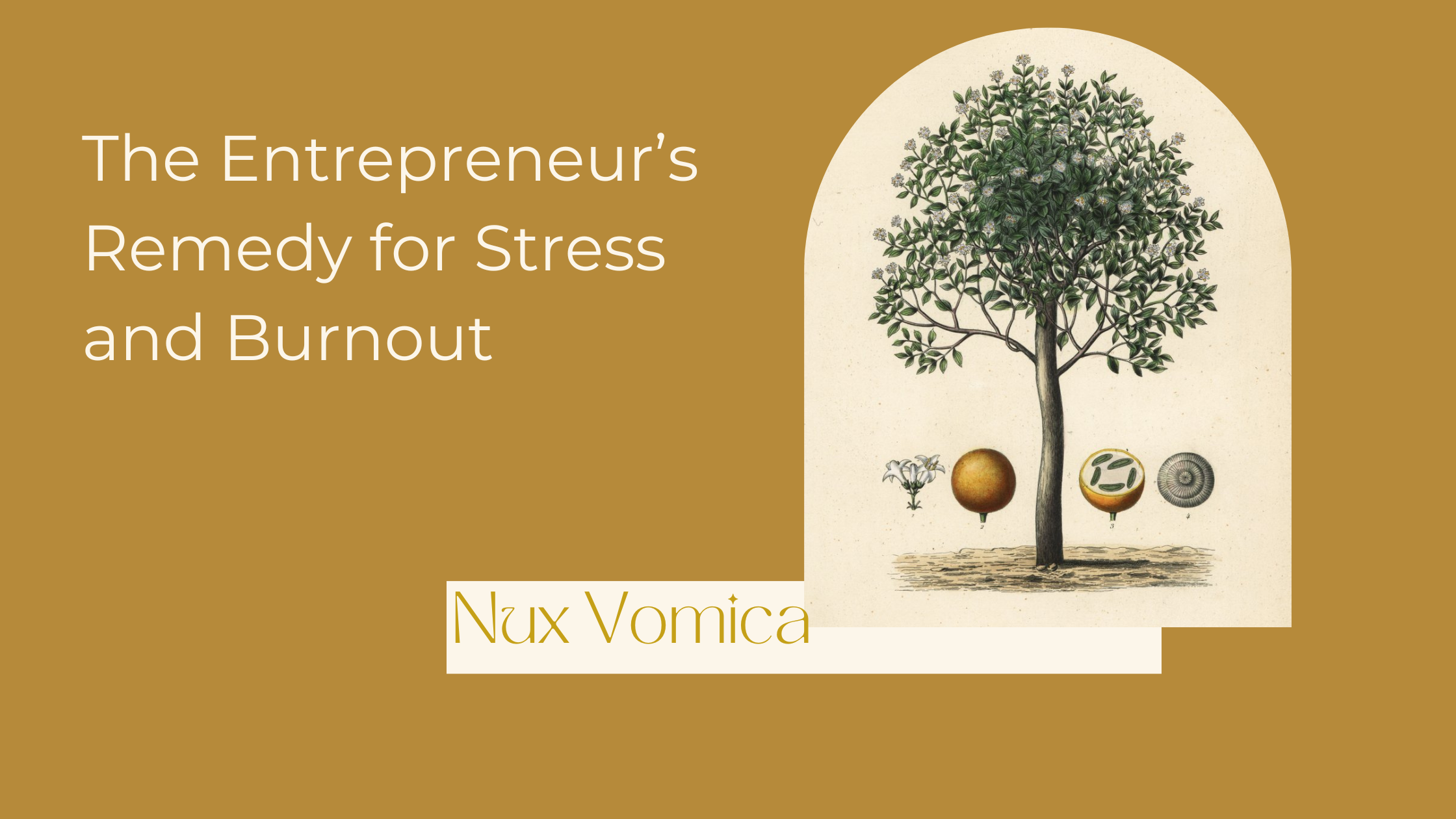 Nux Vomica: The Entrepreneur’s Remedy for Stress and Burnout