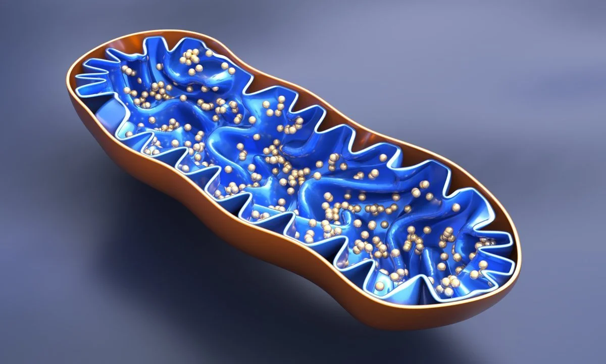 What do Mitochondria do in Muscle Tissue?