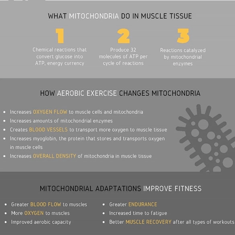 Infographic showing what mitochondria do in muscle tissue and how aerobic exercise increases mitochondrial density for runners