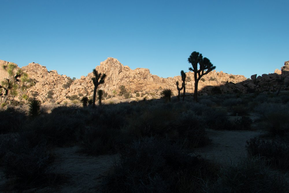 joshuatrees.jpg