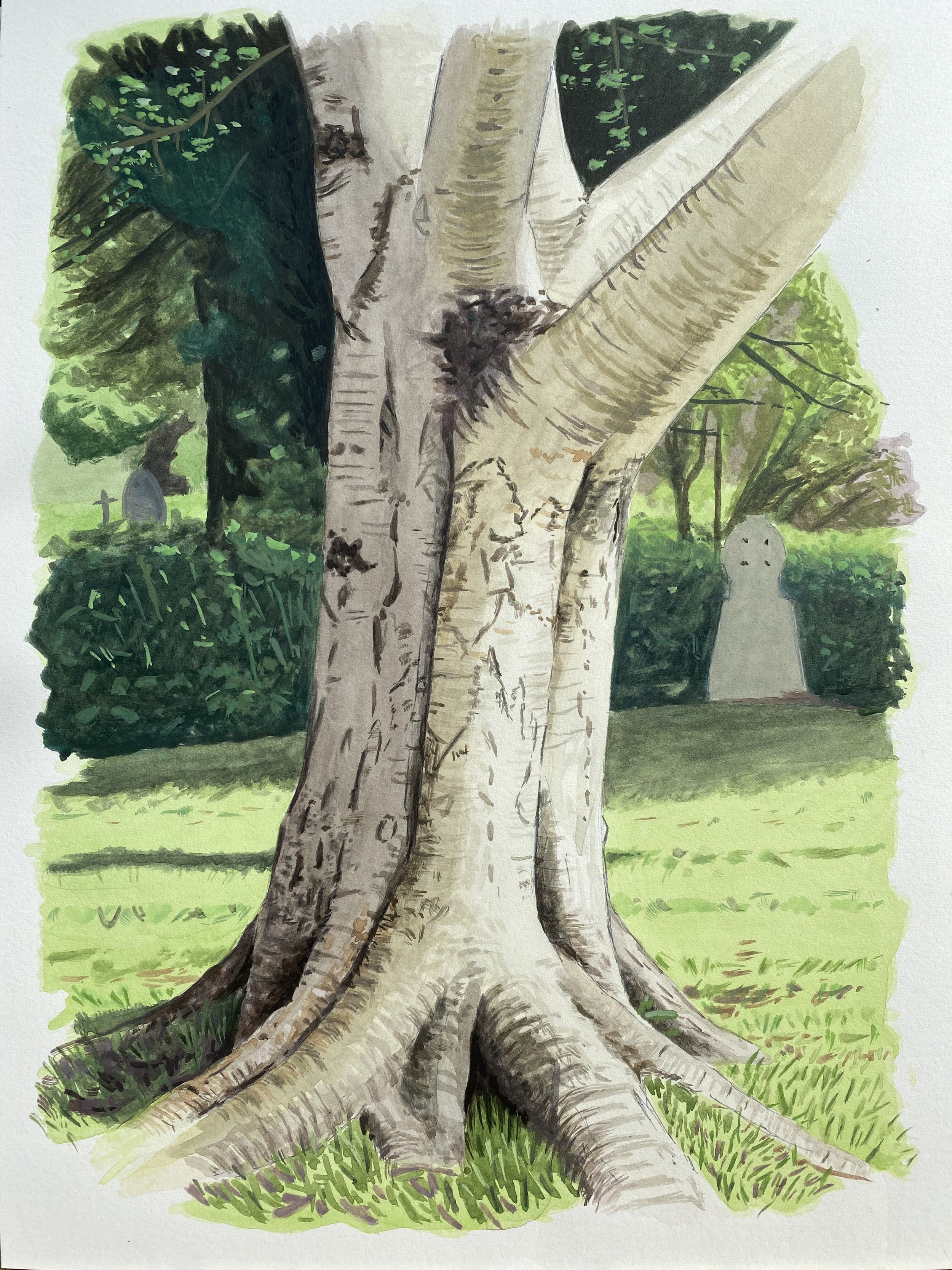 Silver Birch