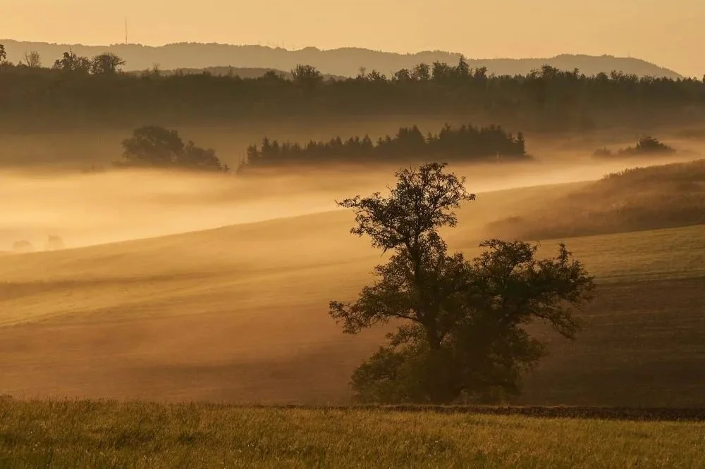 Scams & Hacking: Problems for Wine Business Websites in the Pacific Northwest