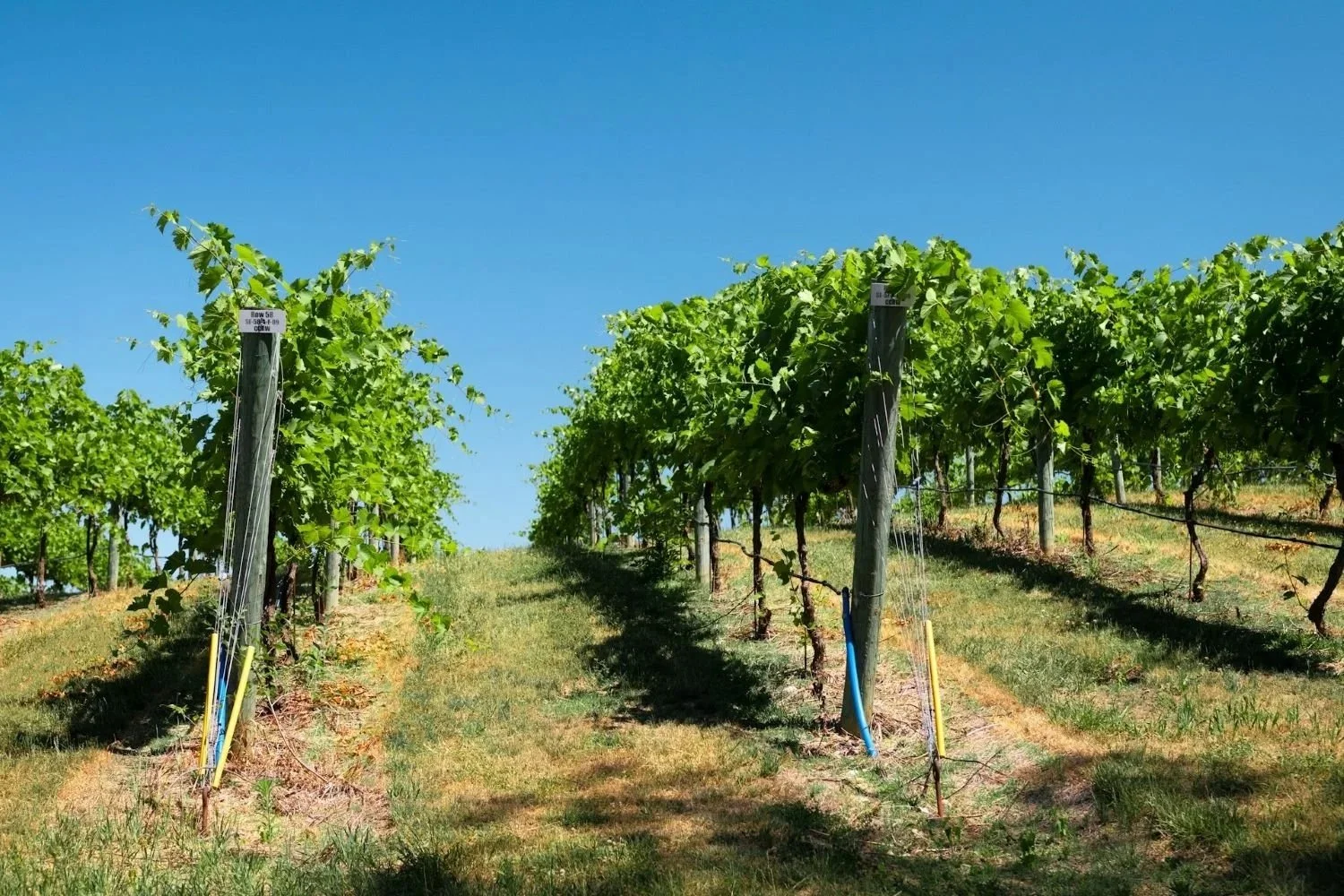 Innovative Ways to Present Winery Products Online