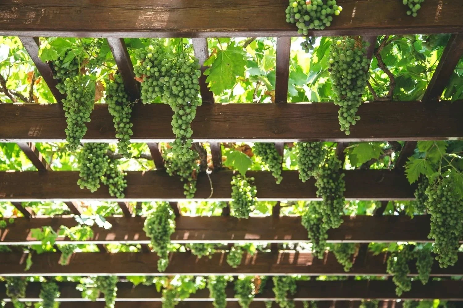 Automations on Your Winery Website in the Pacific Northwest That Don’t Look Like Automations