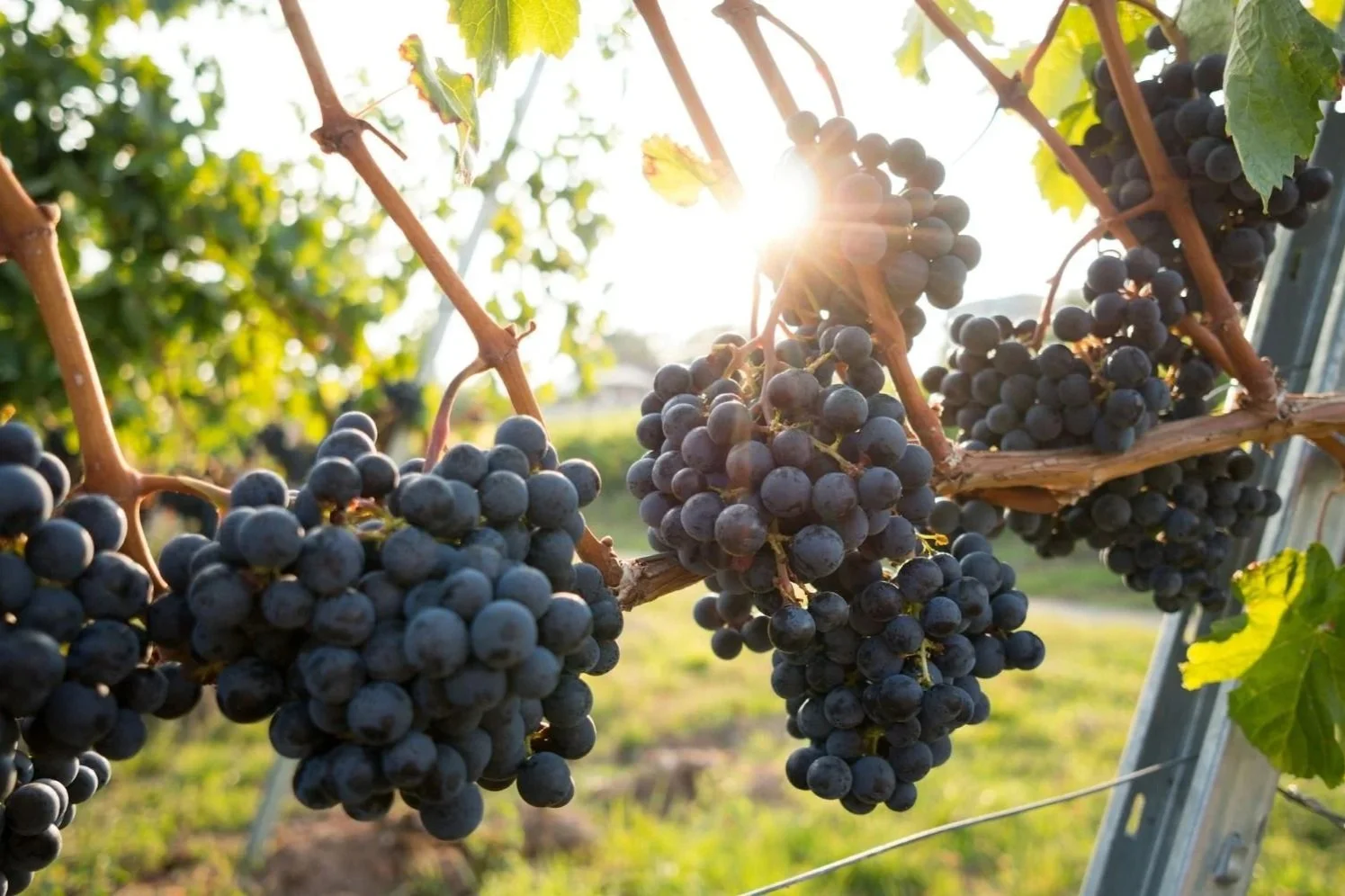 CSS Custom Code on Your Winery Website in the Pacific Northwest