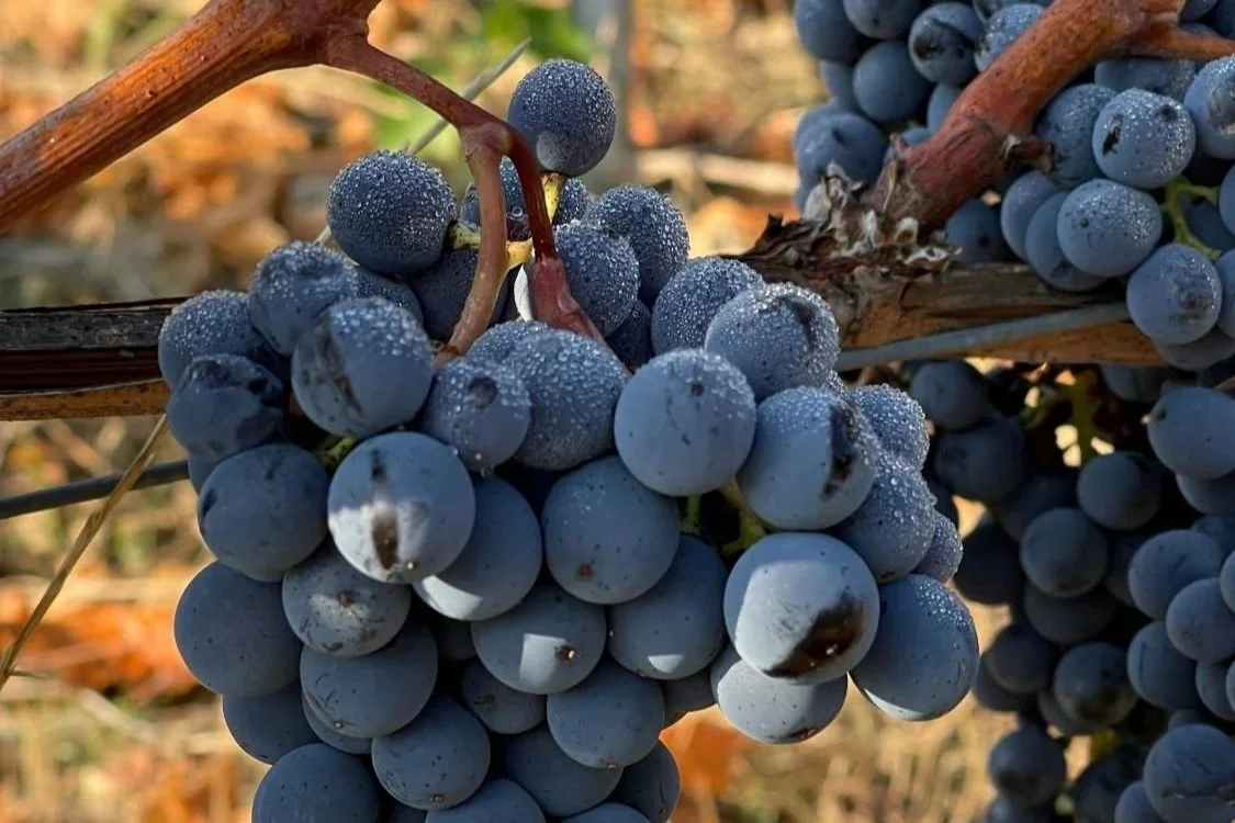 Mapping Out a Perfect Customer Journey on Your Winery Website in the Pacific Northwest