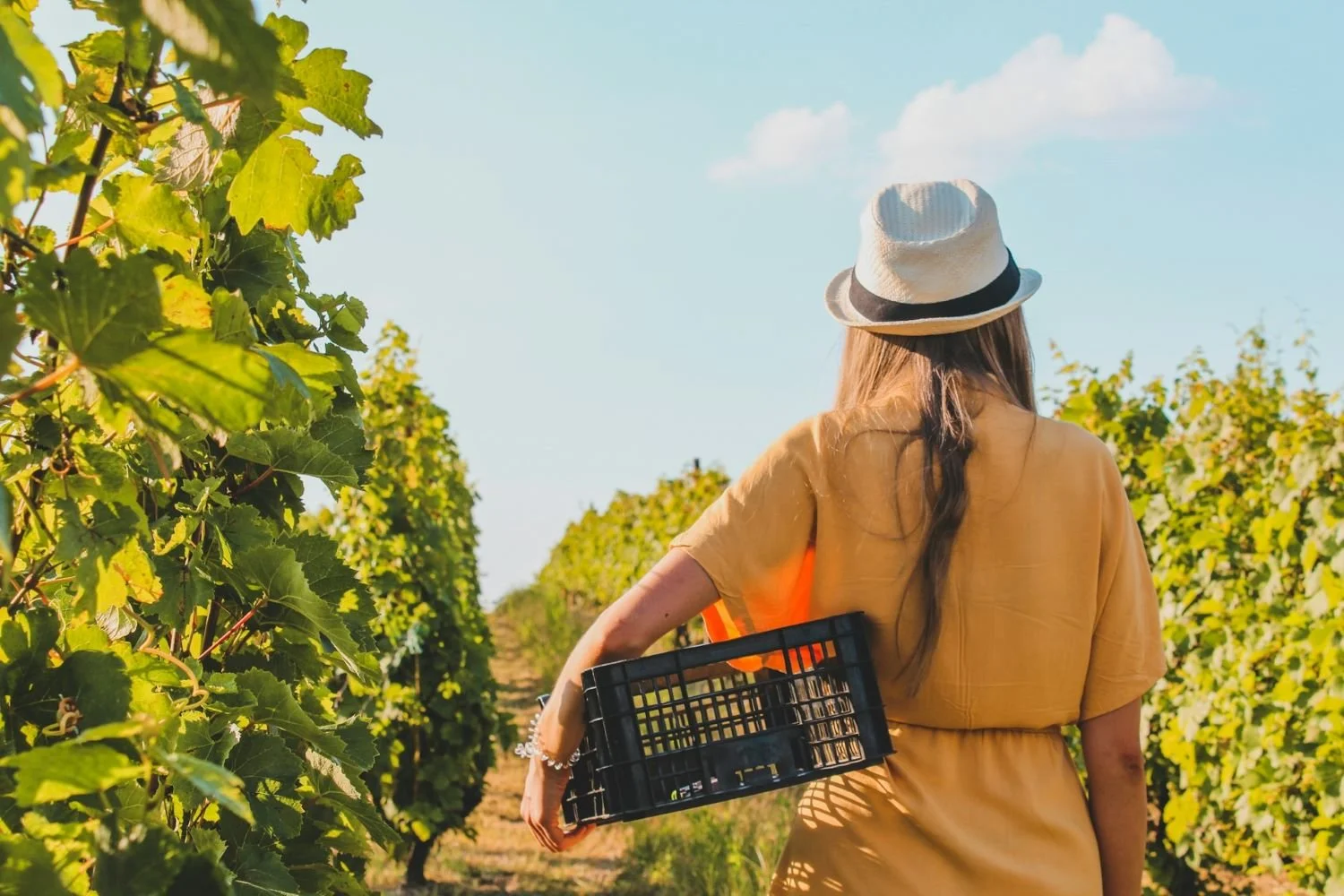 Why So Many Winery Websites Feel the Same in the Pacific Northwest