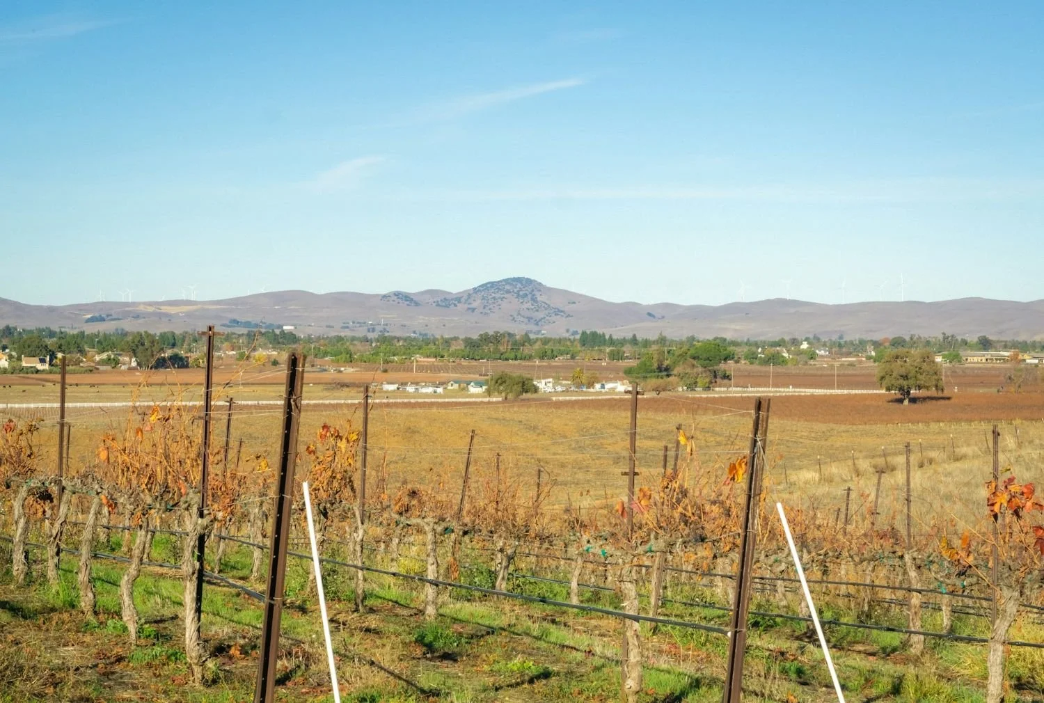 Portland Oregon winery vineyard website design