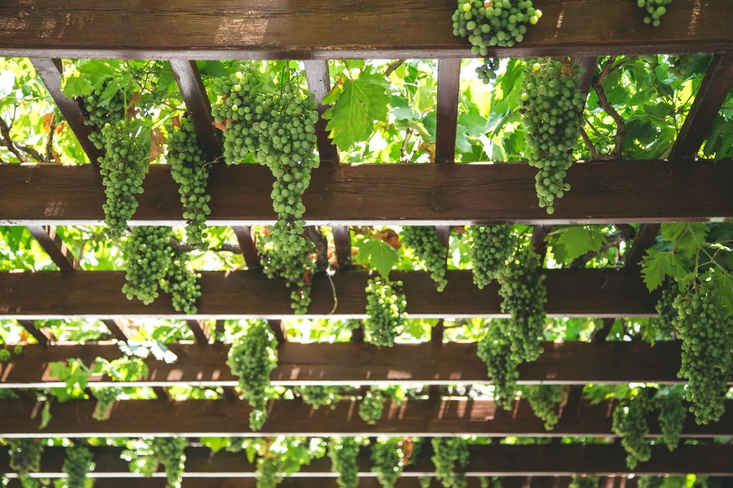 Californian wine napa valley website design