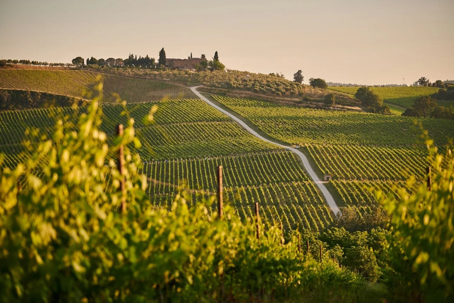 Winery website design and Youtube channel in the Pacific Northwest - Seattle, Portland, Vancouver