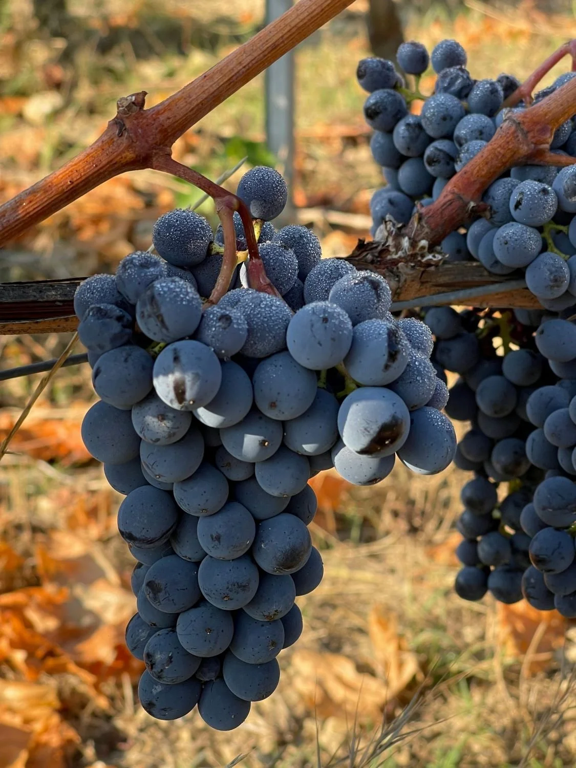 Cape Town Stellenbosch winery web design