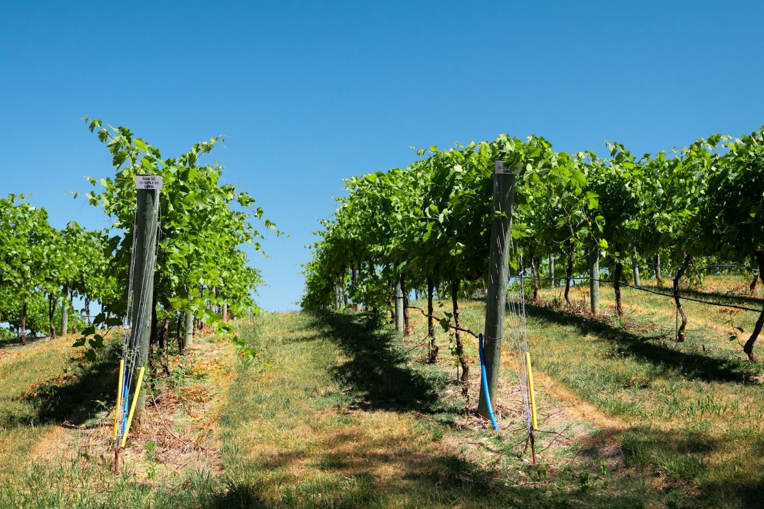 Vineyard Napa Valley Barossa wine website