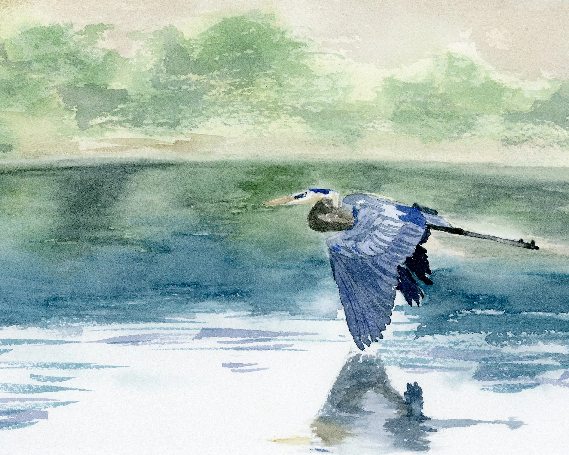 Great Blue Heron-Giclée Fine Art PRINT