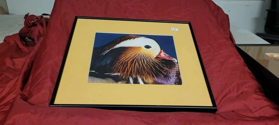framed bird 1.jpg