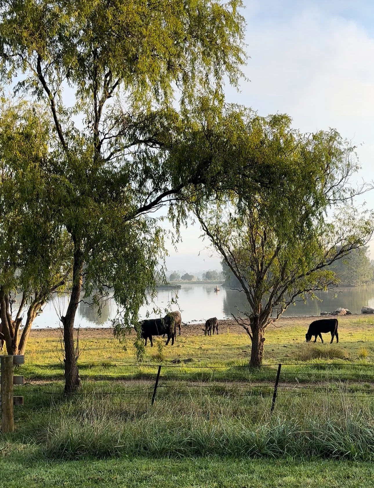 Cows grazing in a grassy field with trees, near a waterfront.