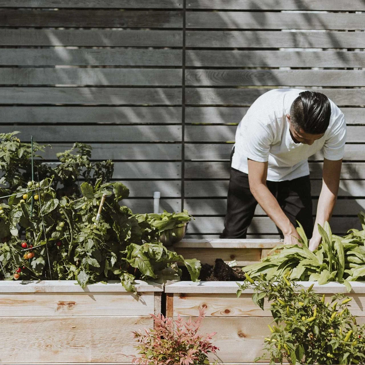 Person tending to plants in a wooden raised garden bed with leafy greens and tomatoes, against a wooden fence background.